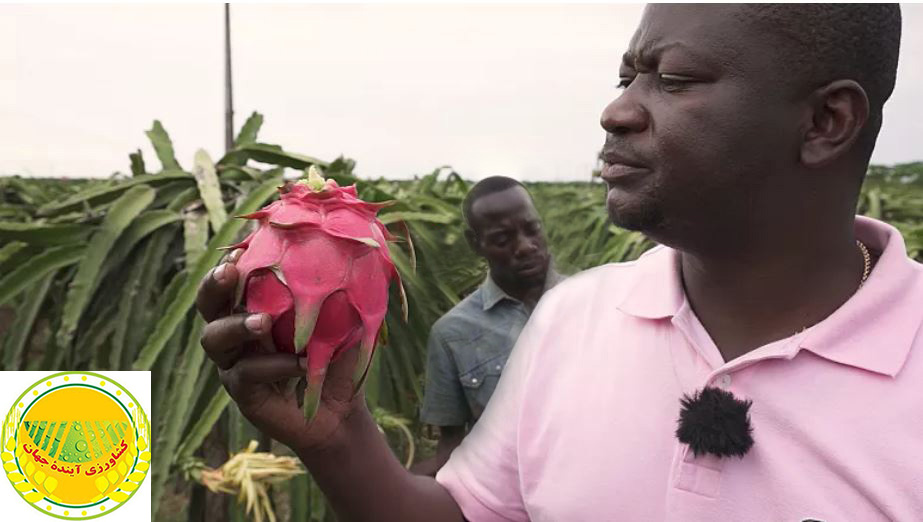 اخبار-کشاورزی-هفتمین-کشور-بزرگ-آفریقا-در-سودای-جلب-بازارهای-جهانی-میوه