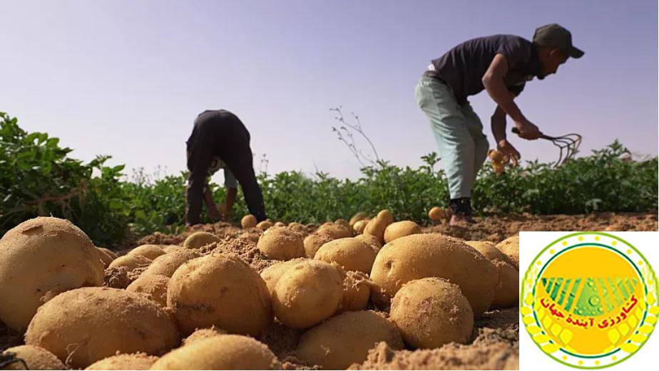 اخبار-کشاورزی-الجزایر؛-کشاورزی-پایدار-صحرا-با-حفظ-آبهای-زیرزمینی