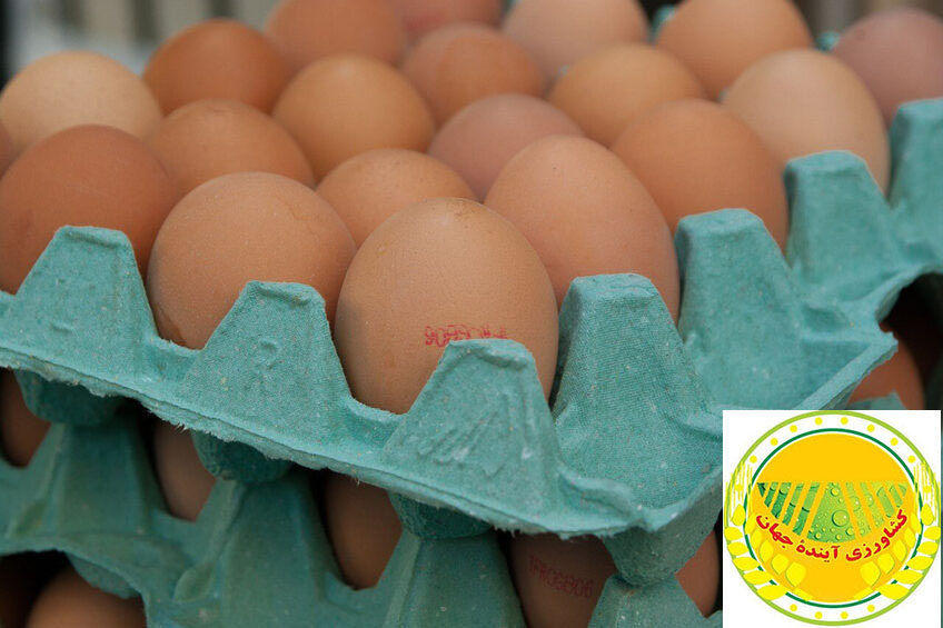 اخبار کشاورزی: استرالیا: سرعت روند حذف تخم مرغ های پرورش در قفس با مقاومت مواجه می شود
