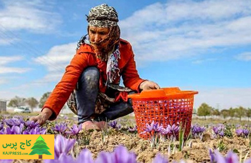 اخبار کشاورزی:  فرشید منوچهری دبیر شورای ملی زعفران اعلام کرد:  افزایش ۲۱.۵ درصدی صادرات زعفران