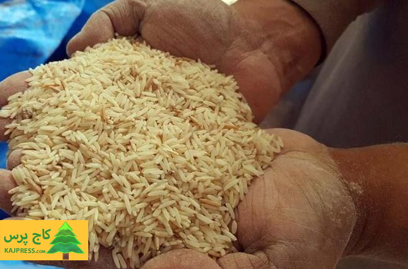 اخبار کشاورزی:  عرضه ۴۳ هزارتن برنج خارجی در کمتر از یک ماه