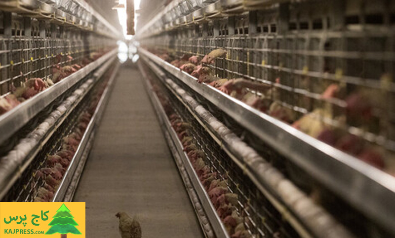 اخبار کشاورزی:  رئیس هیات مدیره اتحادیه مرغ تخم گذار اعلام کرد:  احتمال واردات تخم‌مرغ از هفته آینده
