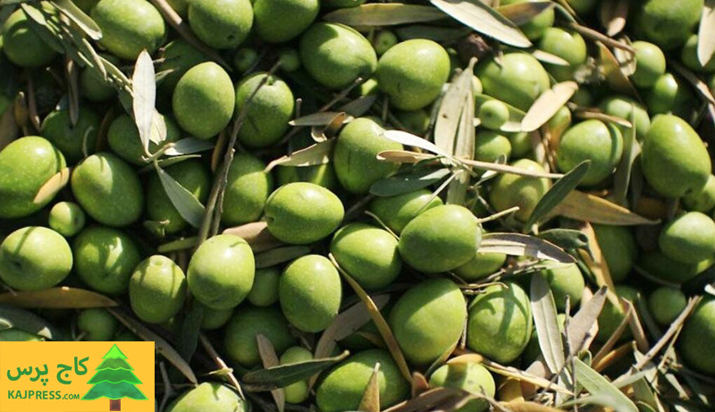 اخبار کشاورزی:  مجری طرح زیتون وزارت جهاد کشاورزی اعلام کرد:  پیش بینی تولید ۱۱۰ هزار تنی دانه زیتون