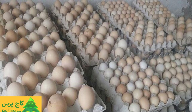 اخبار کشاورزی:  سیل تخم مرغ در بهمن به بازار می‌آید