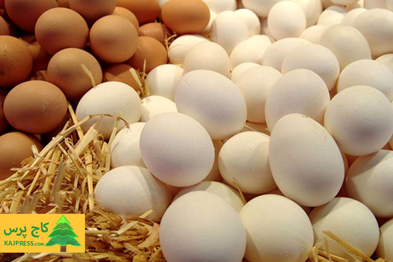 اخبار کشاورزی:  رئیس هیئت مدیره اتحادیه مرغ تخم‌گذار اعلام کرد:  ثبات بازار تخم مرغ تا دو هفته دیگر