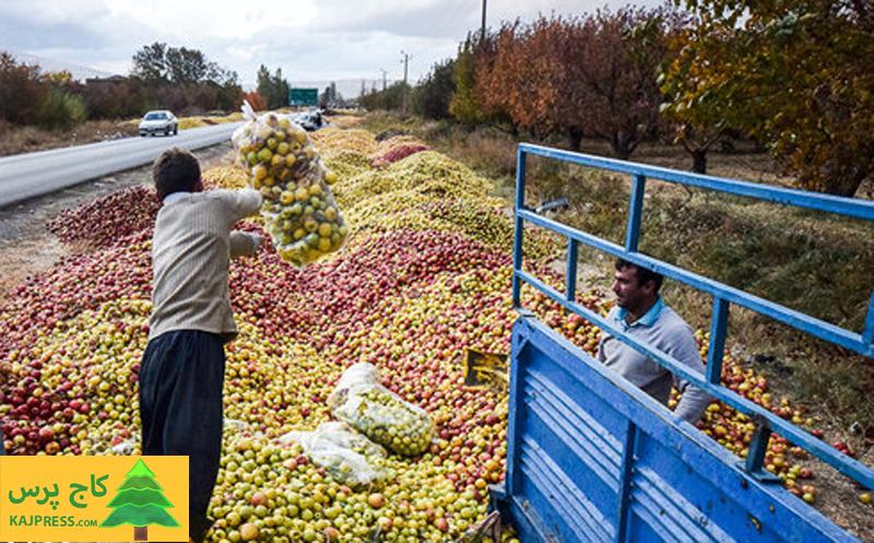 اخبار کشاورزی:  پیش بینی تولید یک میلیون و ۲۷۰ هزار تن سیب درختی در آذربایجان غربی