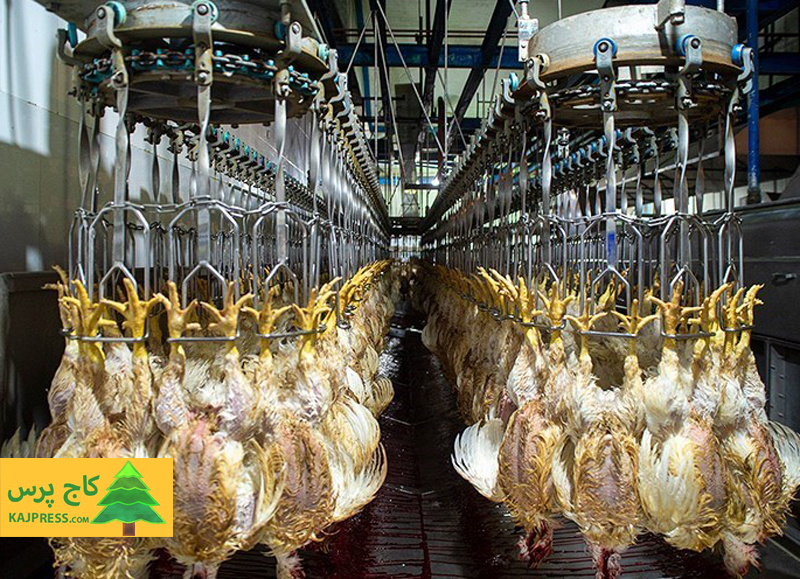 اخبار کشاورزی:  واردات هفتگی 3 تا 5 میلیون تخم مرغ نطفه دار گوشتی