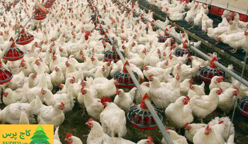 اخبار کشاورزی:  توزیع حدود ۹ هزار تن نهاده طیور میان مرغداران مرغ تخمگذار کرمانشاه