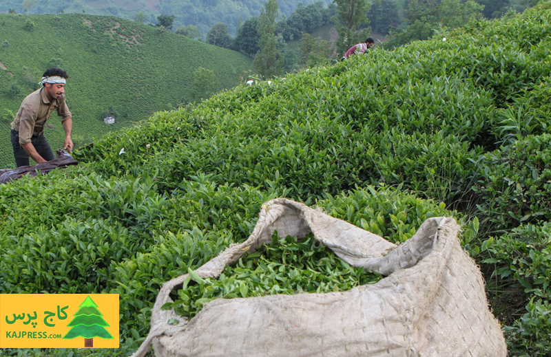 اخبار کشاورزی:  رئیس سازمان چای کشور اعلام کرد:  پرداخت ۸۸ درصد مطالبات چایکاران