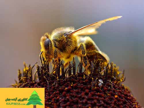 اخبار-کشاورزی-تغذیه-مناسب-زنبورها-برای-آمادگی-آن‌ها-برای-فصل-سرد؛-زنبوردارها-بسته‌بندی-کندوها-را-آغاز-کنند