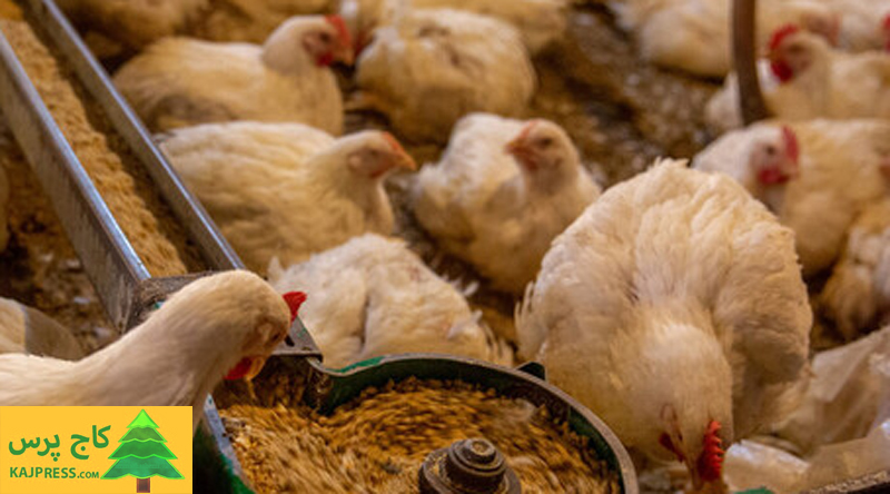 اخبار کشاورزی:  نائب رئیس انجمن صنفی مرغداران گوشتی مطرح کرد:  کمبود ۱۰ تا ۱۵ میلیونی جوجه یکروزه