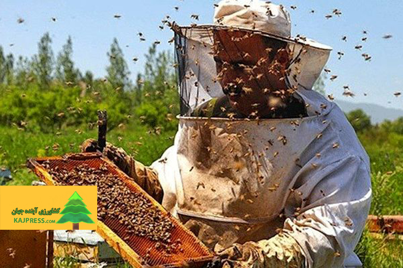 اخبار-کشاورزی-زنبورداری-حرفه‌ای-دراروپا-رو-به-افزایش-است