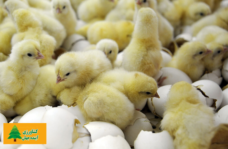اخبار کشاورزی:  مدیرعامل اتحادیه سراسری مرغداران گوشتی تاکید کرد:  لزوم کنترل قیمت جوجه یک‌روزه برای کاهش قیمت مرغ