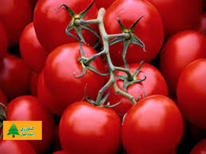اخبار کشاورزی:  نوسان ۲۳۰ درصدی قیمت گوجه فرنگی