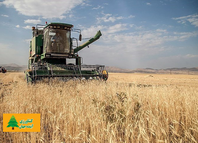 اخبار کشاورزی:  قیمت گندم در آمریکا به بالاترین رقم طی ۹ سال گذشته رسید