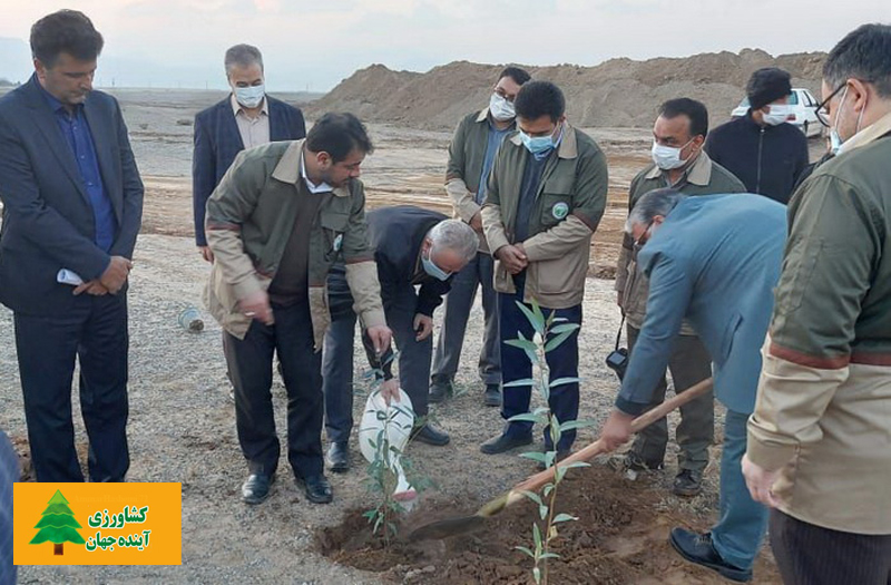 اخبار کشاورزی:  برای نخستین بار از پساب فاضلاب؛  آغاز اجرای طرح بزرگ زراعت چوب استان اصفهان در کاشان
