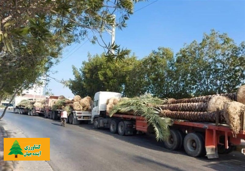 اخبار کشاورزی:  نخل‌های صادراتی ایران به قطر برگشت خورد