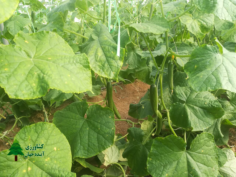 اخبار-کشاورزی-برداشت-خیار-گلخانه‌ای-در-ایرانشهر-از-مرز-۶-هزار-تن-گذشت