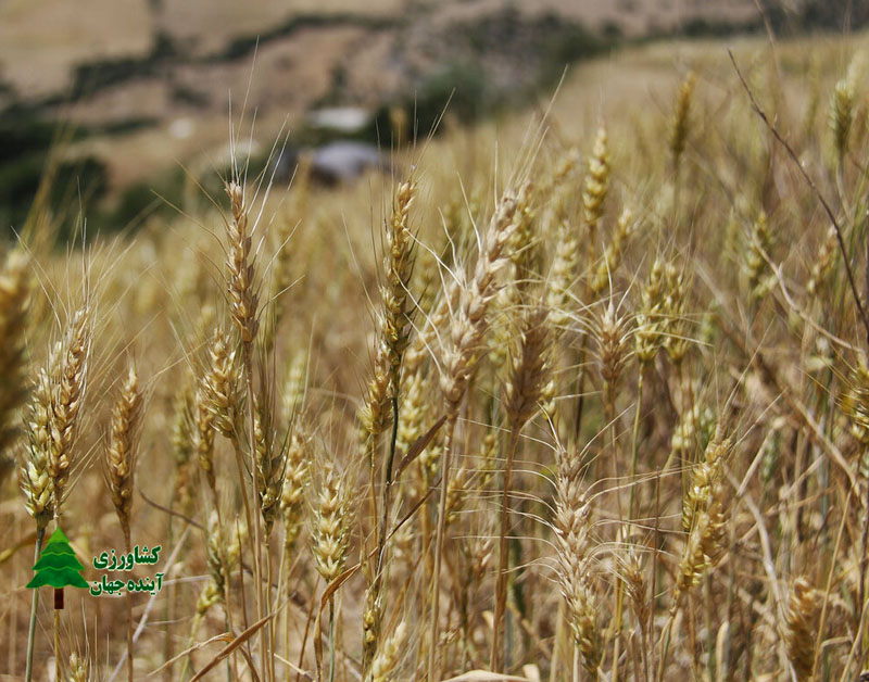 اخبار-کشاورزی-خوزستان-در-کشت-قراردادی-گندم-در-کشور-پیشتاز-است