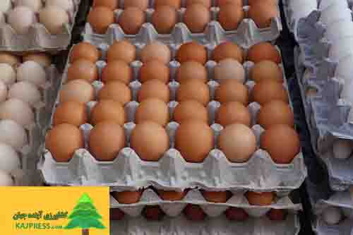 اخبار-کشاورزی-قیمت-هر-کیلو-تخم-مرغ-پوسته-قهوه‌ای-۵۰-هزار-تومان-اعلام-شد