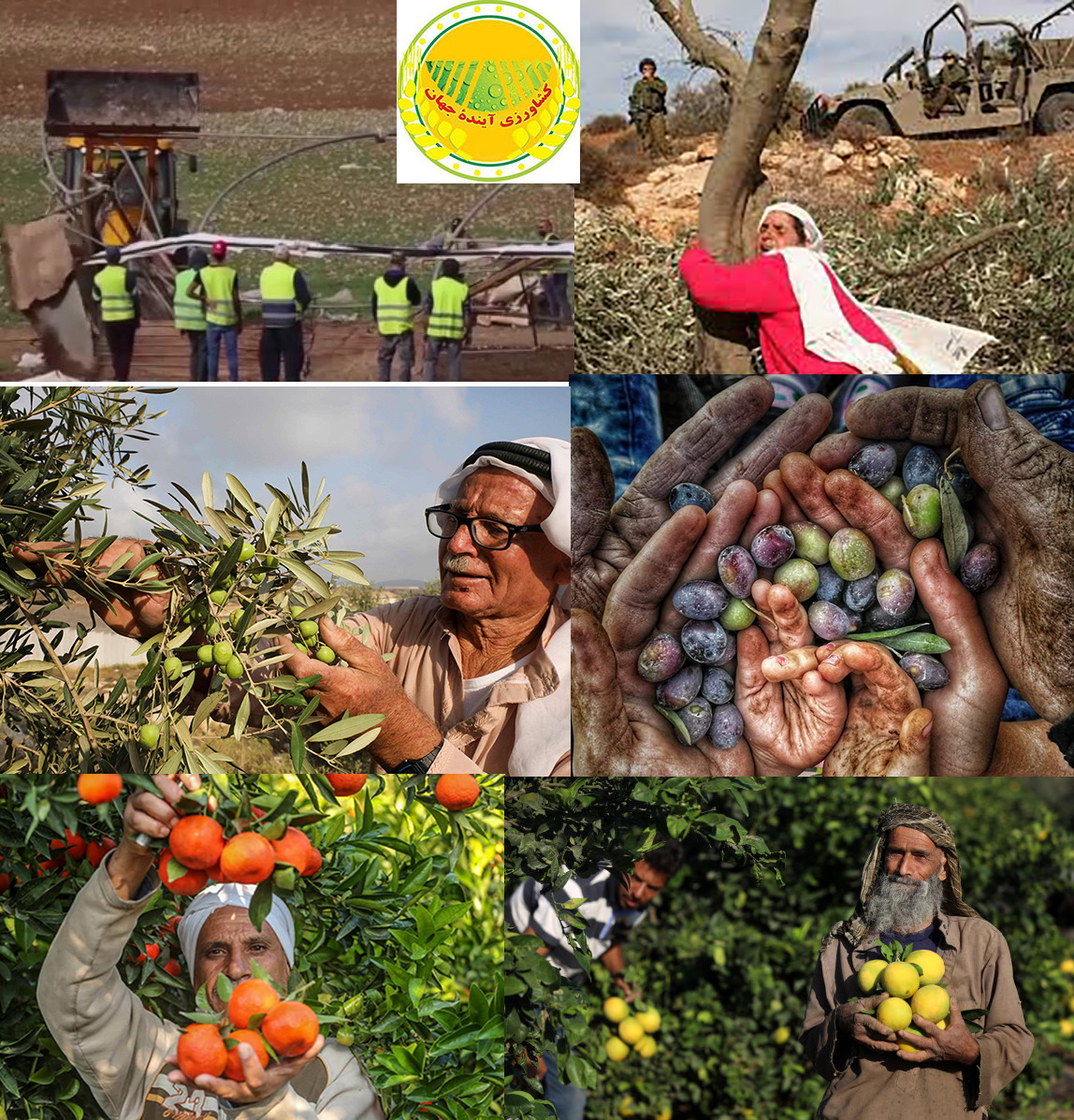 اسرائیاخبار کشاورزی: ویرانی سبد غذایی فلسطین، معیشت، کشاورزی و سلب مالکیت برنامه ریزی شده زمین های کشاورزان