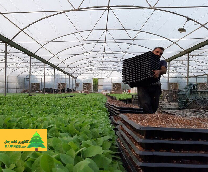 اخبار-کشاورزی-توسعه-گلخانه‌ها-درخوزستان-از-برنامه-مصوب-جلوتر-رفت