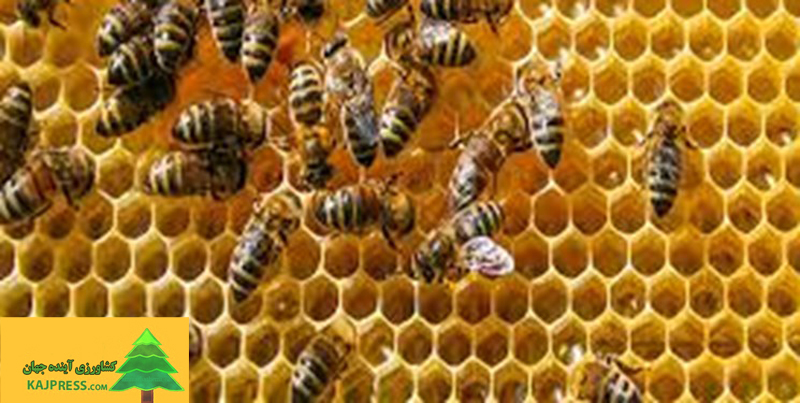 اخبار-کشاورزی-مشکلات-زنبورداران-کشور-به-بهانه-روز-جهانی-زنبور