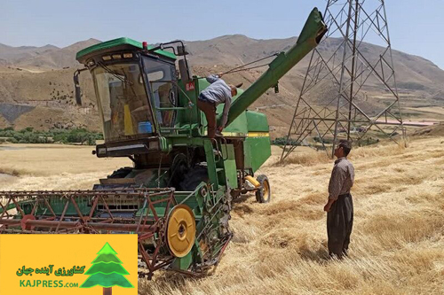 اخبار-کشاورزی-۱۱-درصد-گندم-خریداری-شده-در-کشور-مربوط-به-کردستان-است