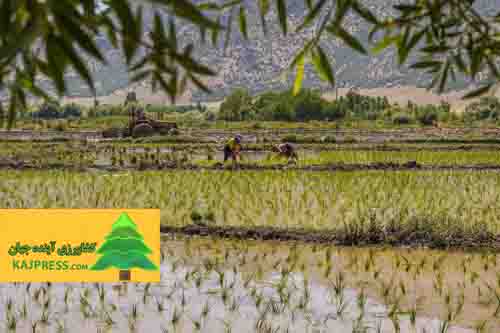 اخبار-کشاورزی-مجری-طرح-گندم-و-برنج-کشور-خبر-داد-هدفگذاری-تولید-۴-۳-میلیون-تن-شلتوک-برنج-در-سال-۱۴۰۳