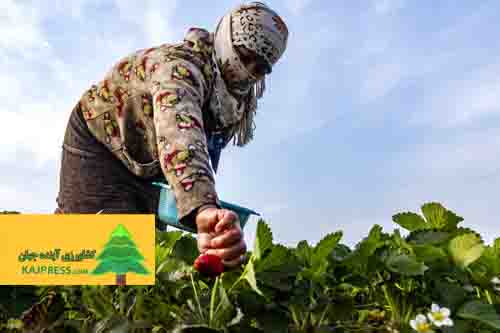 اخبار-کشاورزی-برداشت-بیش-از-یک-هزار-و-۵۰۰-تن-صیفی‌جات-در-آبادان