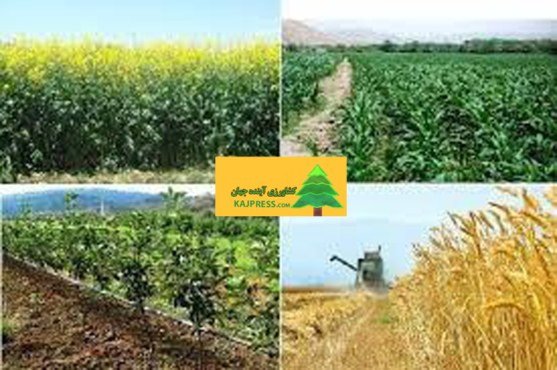 اخبار-کشاورزی-جنوب-کرمان-قطب-کشاورزی-کشور-با-تولید-بیش-از-۵-میلیون-تن-محصول