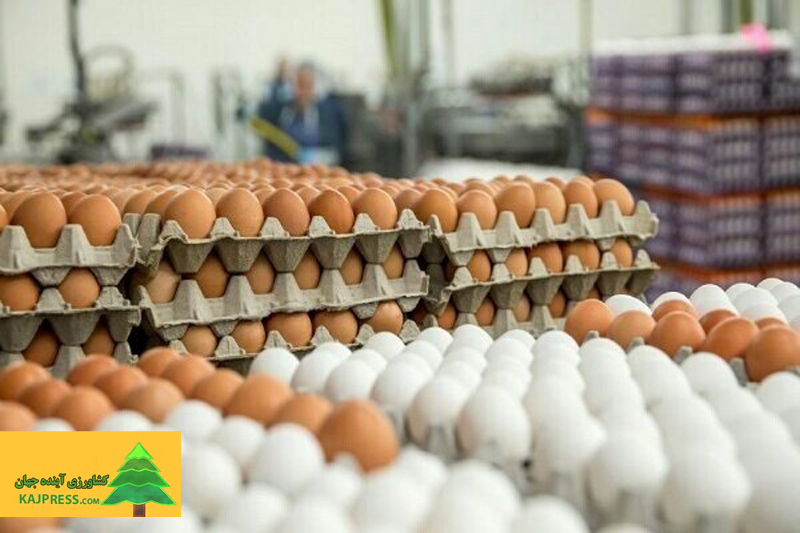 اخبار-کشاورزی-یک-فعال-صنعت-تخم-مرغ-بیان-کرد؛-لزوم-مشارکت-تشکل‌ها-در-قیمت-گذاری