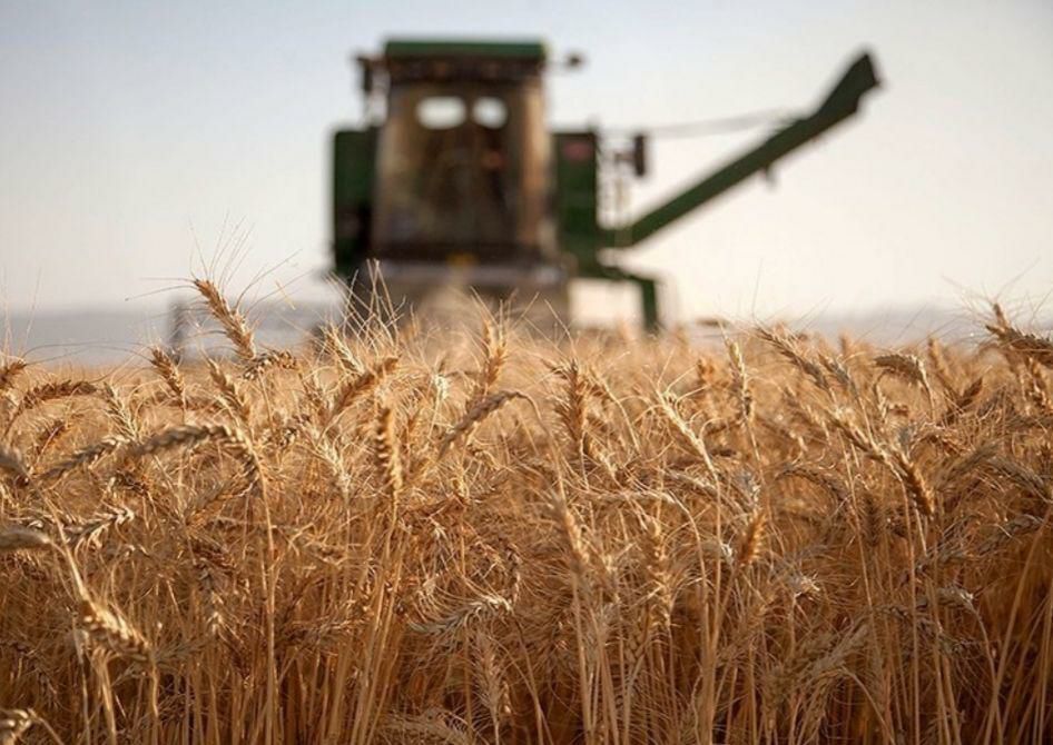 اخبار-کشاورزی-خرید-بیش-از-۷-میلیون-تن-گندم-توسط-شرکت-بازرگانی-دولتی-ایران