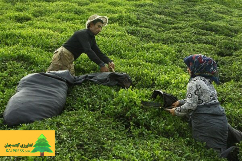 اخبار-کشاورزی-رئیس-سازمان-چای-کشور-خبرداد-خریداری-۹۴-هزار-تن-برگ-سبز-چای-از-چایکاران-شمال-کشور