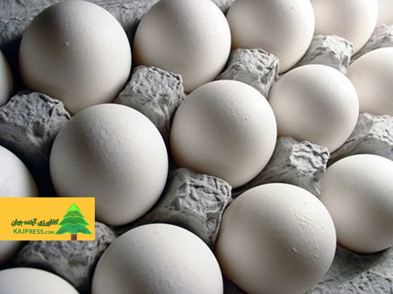 اخبار-کشاورزی-هر-شانه-تخم‌مرغ-برای-مصرف‌کننده-چقدر-تمام-می‌شود؟