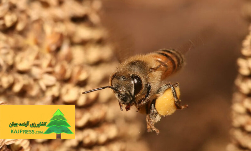 اخبار-کشاورزی-زنبور‌ها-با-تماشا-و-تمرین،-رفتار-جدید-یاد-می‌گیرند