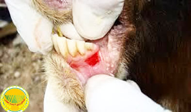 دامداران-نگران-نباشند؛تهیه-و-واردات-۷-میلیون-دز-واکسن-تب-برفکی-در-کشور