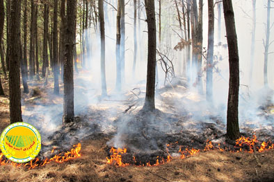 دستور-ویژه-برای-اطفای-حریق-در-چالوس-2