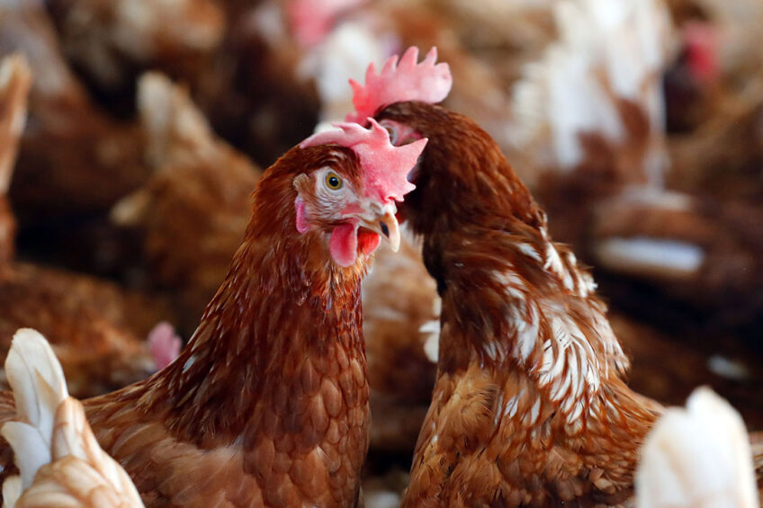 IRANIAN AGRICULTURAL: Cage-free model egg farm and training centre to be built in China