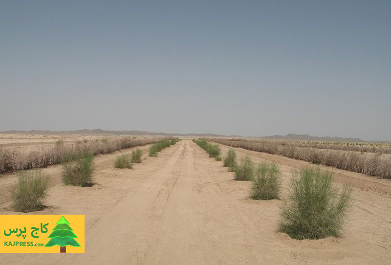 اخبار کشاورزی: افزایش ۶۸ درصد سطح فرسایش بادی در خراسان جنوبی