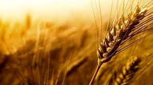Agriculture in IRAN:Provision of 400,000 tons of certified wheat seeds for the next crop year