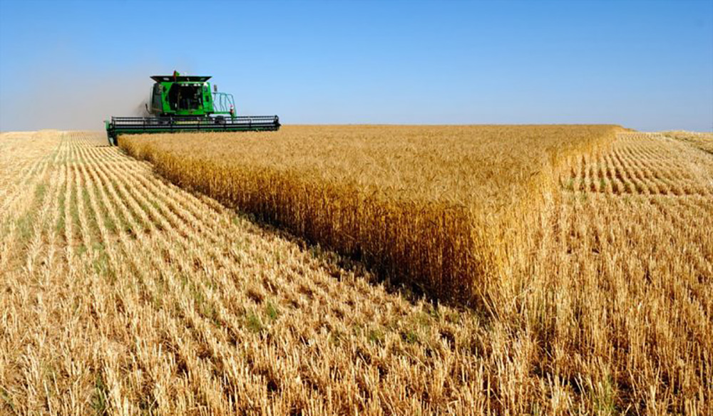  The forecast for the production of 13.2 million tons of wheat this year