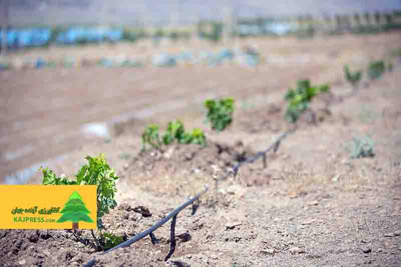 اخبار-کشاورزی-معاون-وزیر-جهاد-کشاورزی-تاکید-کرد؛-تدوین-نقشه-راه-خاک‌های-کشور-در-برنامه-هفتم-توسعه