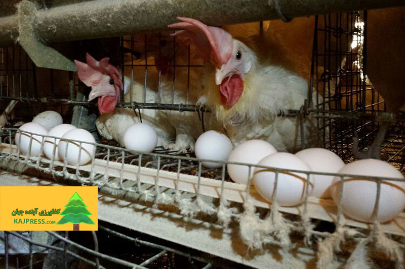 اخبار-کشاورزی-رئیس-هیات-مدیره-اتحادیه-مرغداران-تخم‌گذار-اعلان-کرد؛-۳۰-هزار-تن-تخم-مرغ-صادر-شد