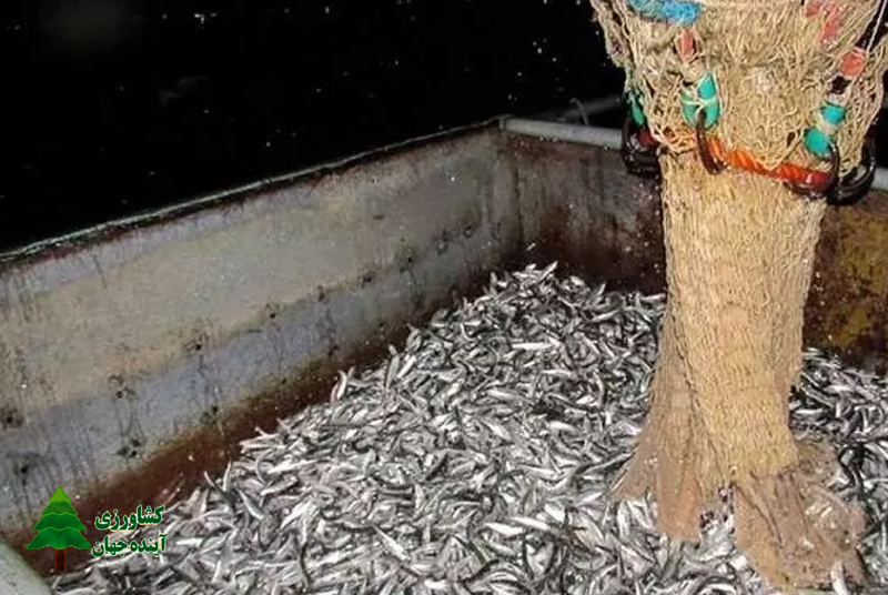 اخبار کشاورزی:  طی ۹ ماهه امسال؛  بیش از ۱۳ هزار تن ماهی کیلکا صید شد