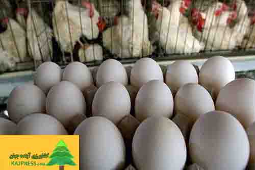 اخبار-کشاورزی-تخم-مرغ-کمترین-تورم-نقطه-به-نقطه-را-در-فصل-پاییز-تجربه-کرد