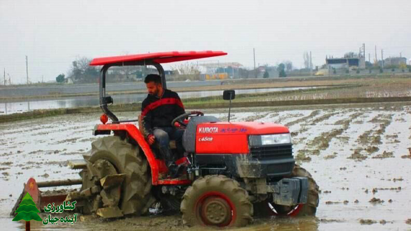 اخبار-کشاورزی-شیفت-آغاز-برنج‌کاری-در-مازندران-به-نخستین-ماه-زمستان