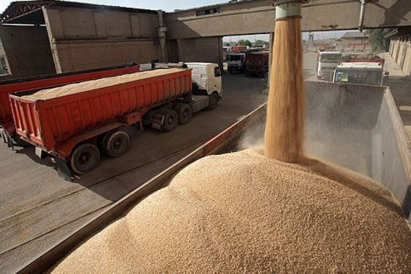 اخبار کشاورزی:  گندم قیمت مناسب برای هر کیلو 11 تا 12 هزار تومان