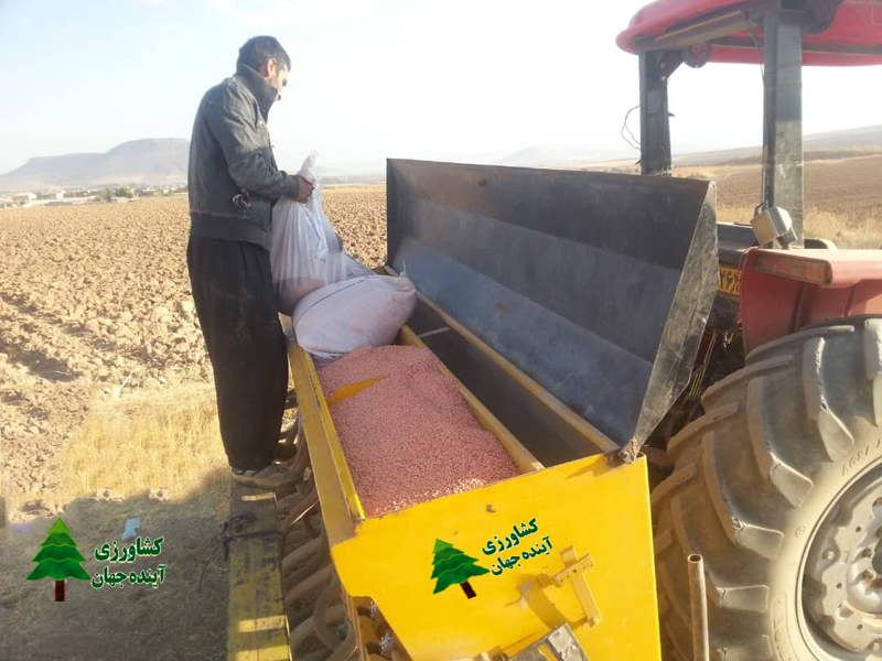 اخبار کشاورزی:  رونق کشت خطی در دیم‌زارهای مازندران برای فرار از خشکسالی
