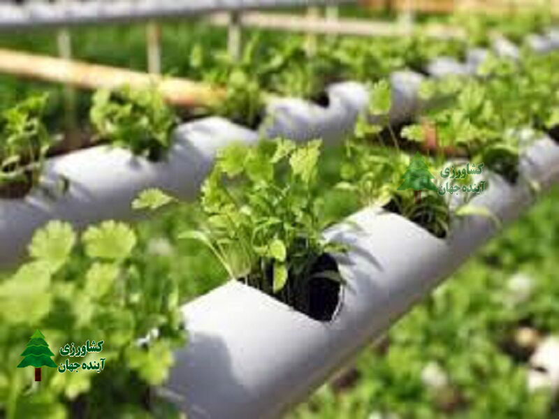 اخبار کشاورزی:  جهادکشاورزی استان سمنان ۱۵ طرح فنی برای ارتقای بهره‌وری آب دارد